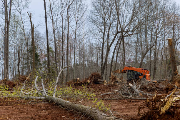 Best Fruit Tree Pruning  in Reiffton, PA